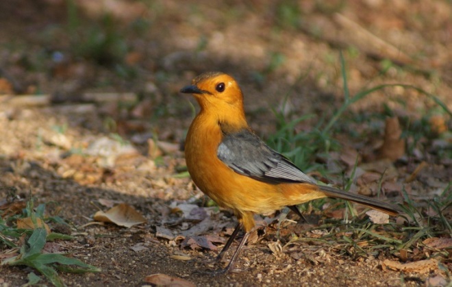 red-capped robin-chat